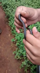 kaas 13 - the tiny shield-tail snake