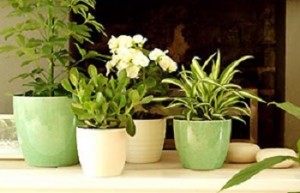 Clear the air with plants
