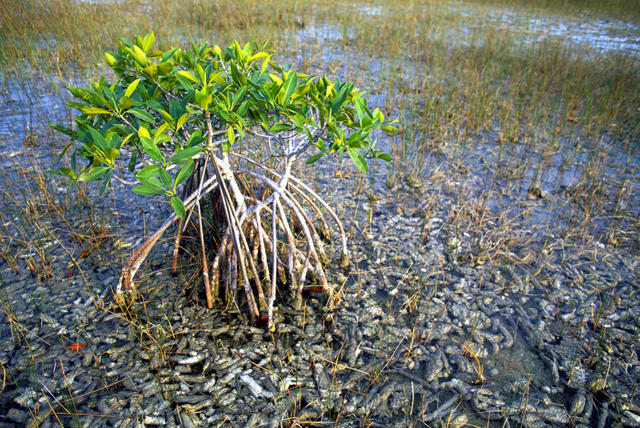 Nobody’s investing in Mumbai’s mangroves