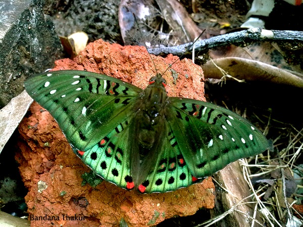 A haven for butterflies – Ovalekarwadi butterfly garden
