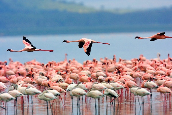 Mumbai to go on a flamingo ‘fotothon’
