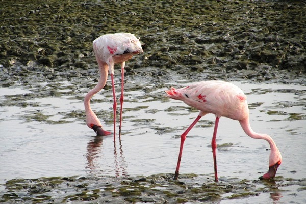 Participate: Flamingos and children’s creative competitions