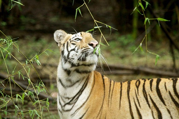 Attend: ‘Land of Tiger’ exhibition at BNHS