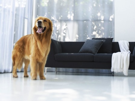 How to make a dog-friendly home